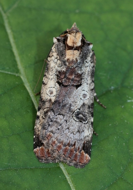 Epilecta linogrisea - karcsú sárgafűbagoly