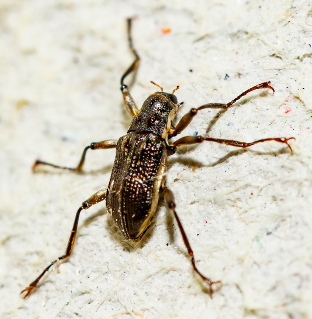 Macronychus quadrituberculatus - négypúpú karmosbogár
