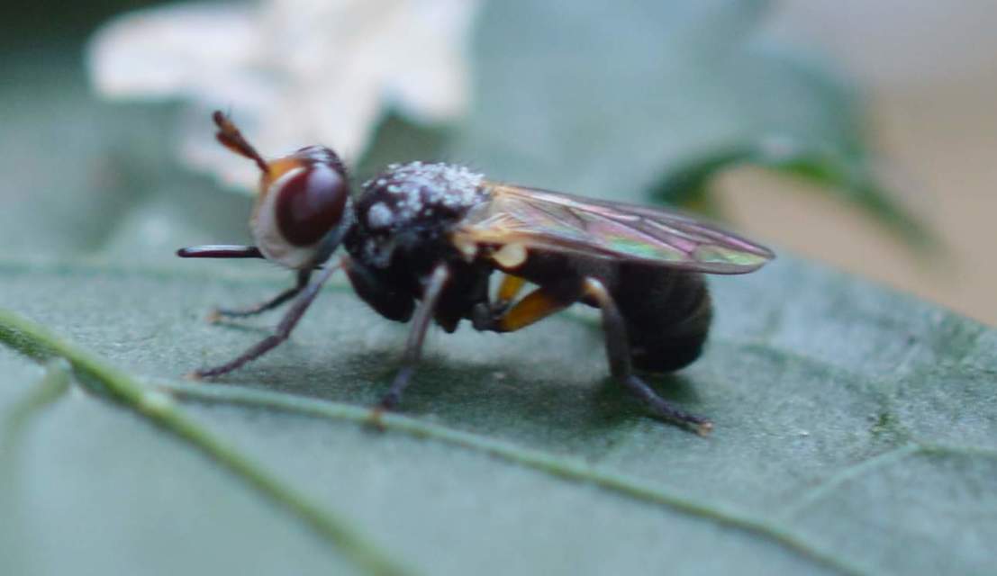Conopidae - fejeslegyek