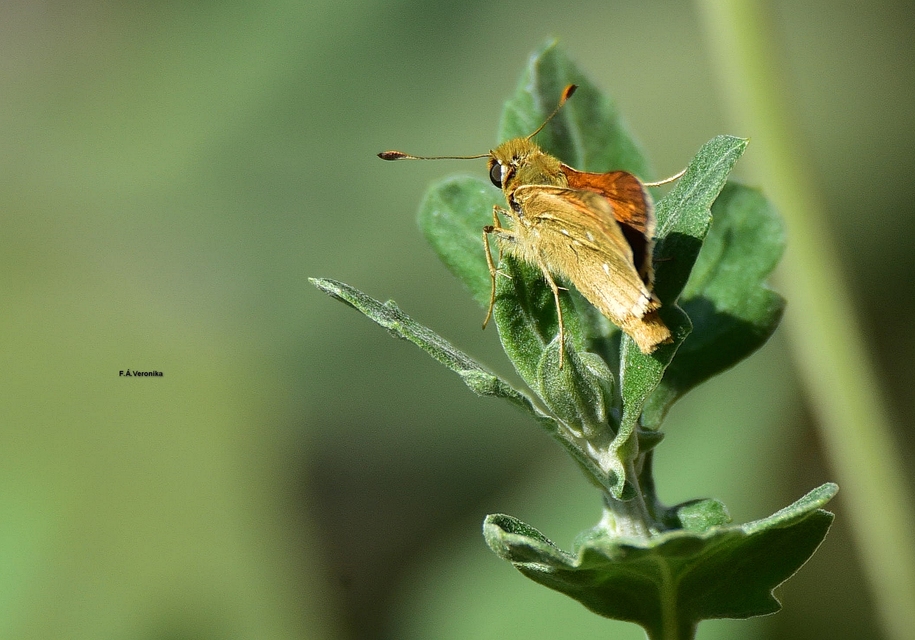 Hesperia comma - vesszős busalepke