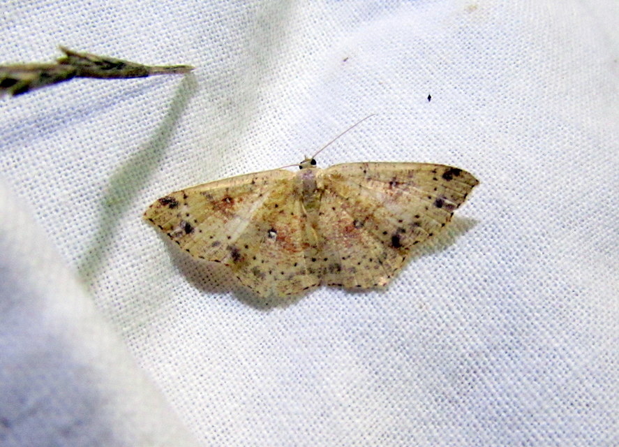 Cyclophora porata - körös pettyesaraszoló