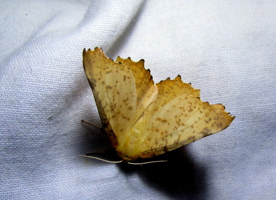 Ennomos autumnaria - őszi levélaraszoló