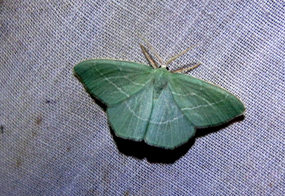 Hemistola chrysoprasaria - kékes zöldaraszoló