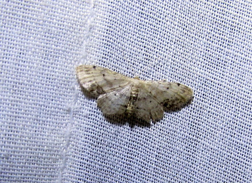 Idaea dimidiata - gyakori apróaraszoló