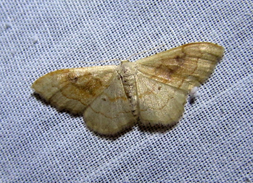 Idaea rubraria - vörössávos araszoló