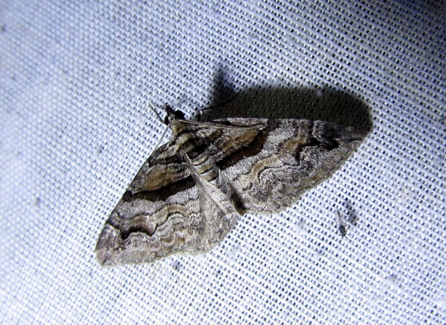 Pareulype berberata - sóskafa-tarkaaraszoló