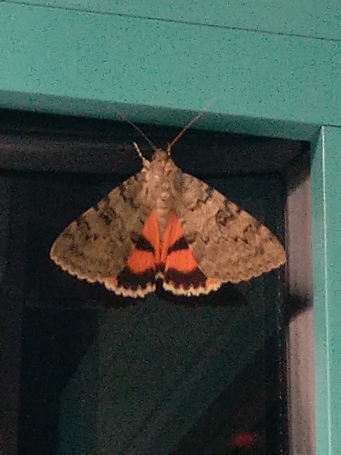 Catocala puerpera - nyárfa-övesbagoly
