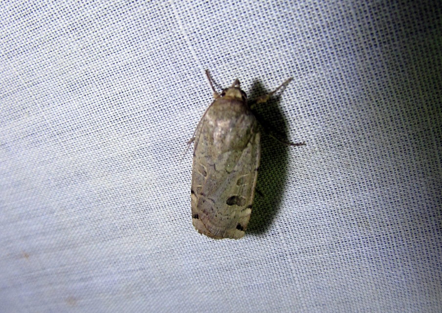 Noctua orbona - foltos sárgafűbagoly