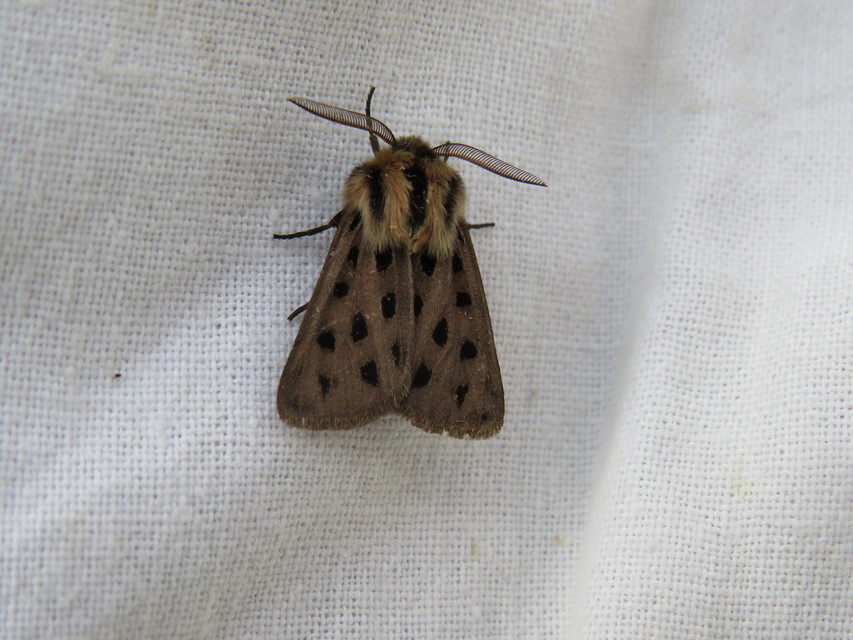 Chelis maculosa - foltos medvelepke