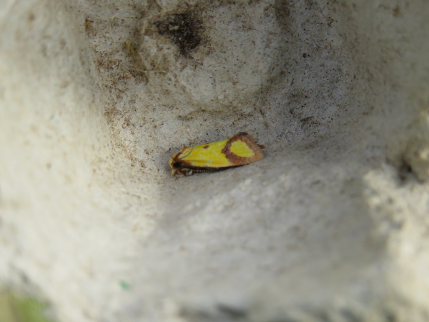 Agapeta zoegana - barnacsíkos sárgamoly