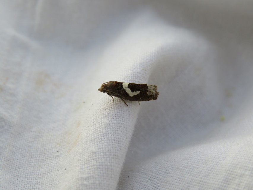 Epiblema foenella - kampósfoltú tükrösmoly