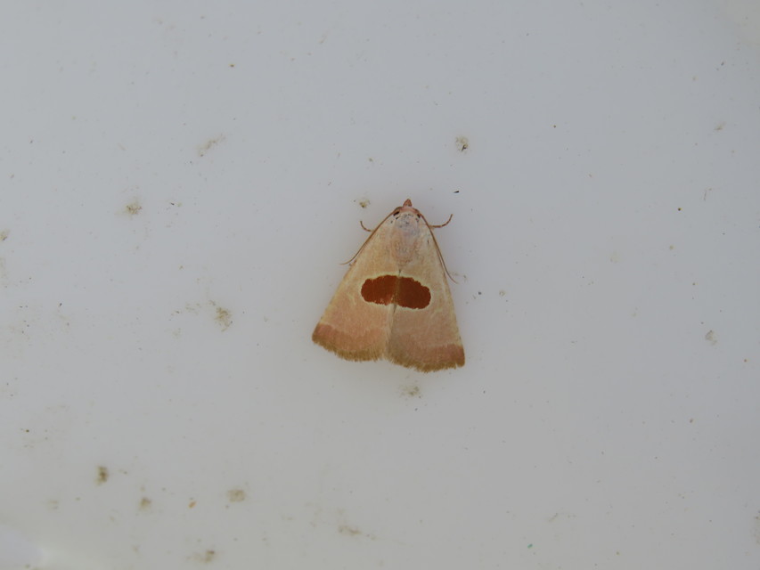 Calymma communimacula - pajzstetűfaló bagoly