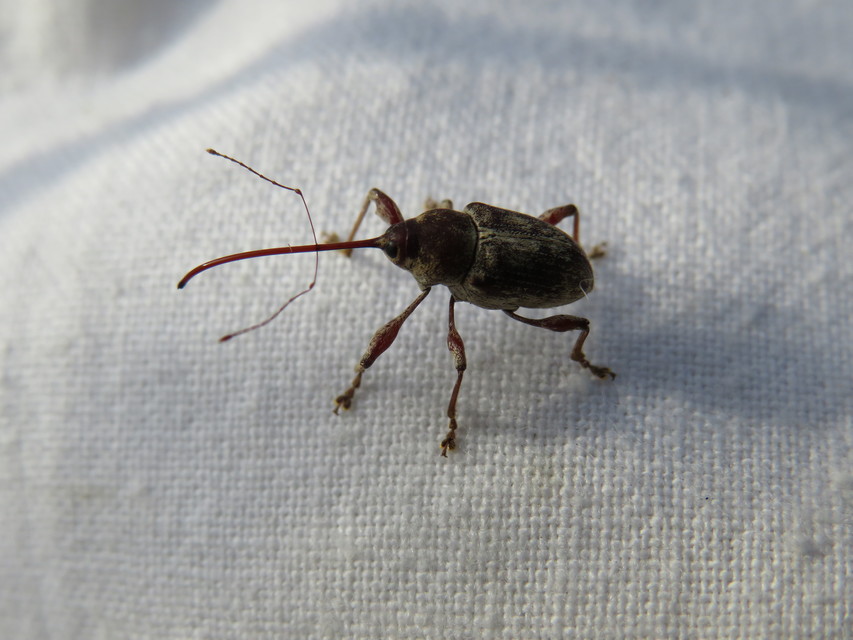 Curculio elephas - gesztenyezsuzsóka