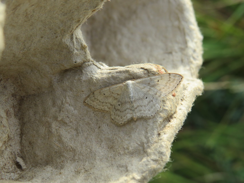 Scopula incanata - hamvas sávosaraszoló