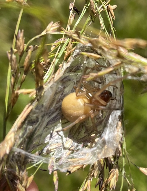 Cheiracanthium punctorium - mérges dajkapók