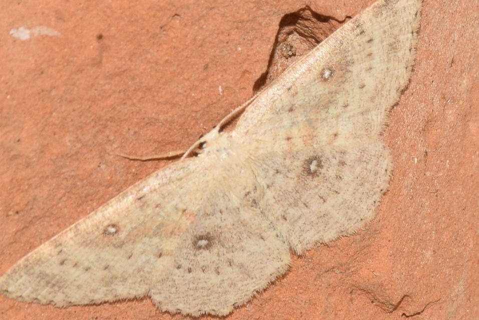 Cyclophora albipunctata - hegyi pettyesaraszoló