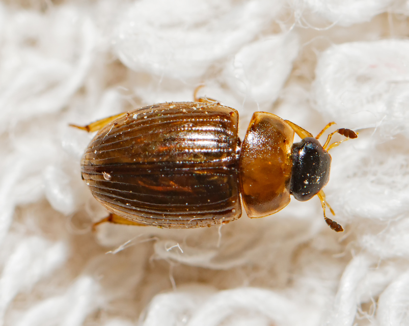Cercyon Cercyon