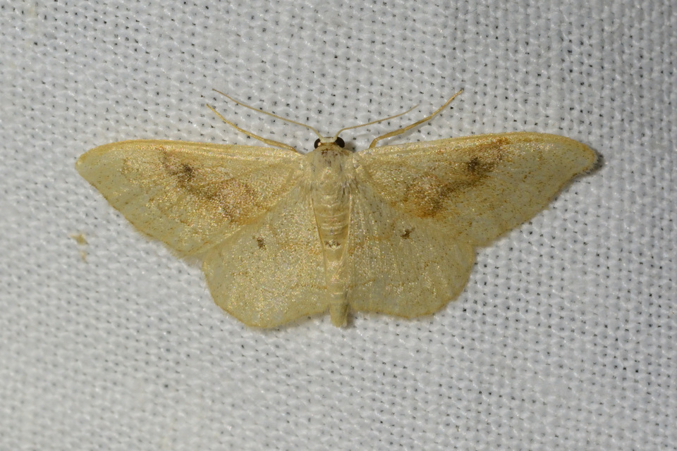 Idaea rubraria - vörössávos araszoló