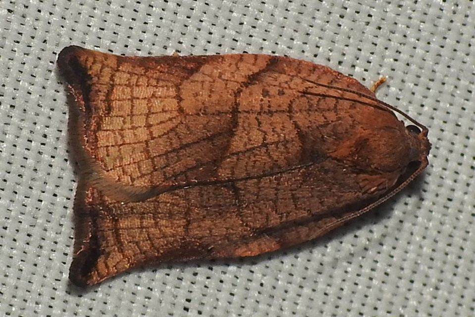 Archips podana - dudvarágó sodrómoly