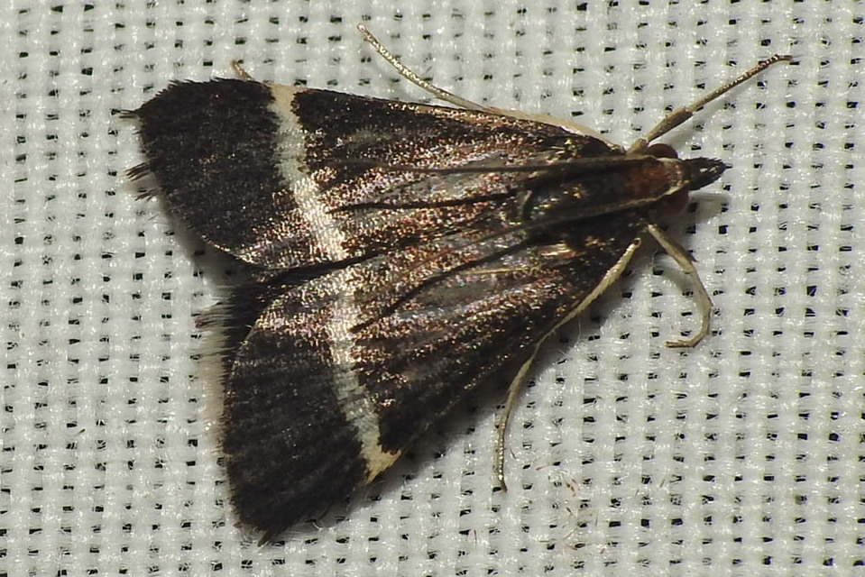 Pyrausta cingulata/rectefascialis