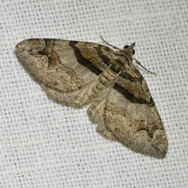 Pareulype berberata - sóskafa-tarkaaraszoló