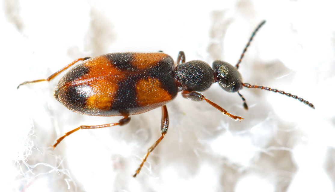 Anthicus antherinus - közönséges fürgebogár