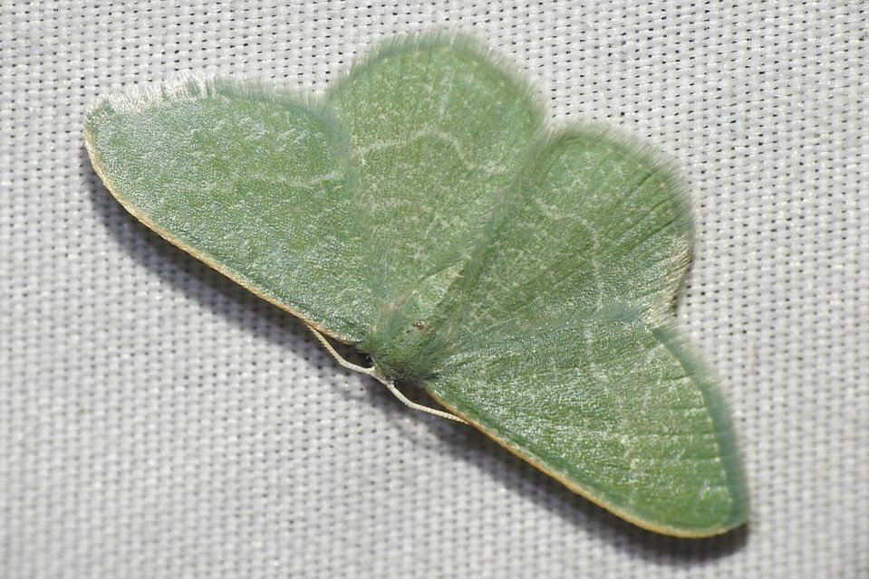 Phaiogramma etruscaria - fehérpettyes zöldaraszoló