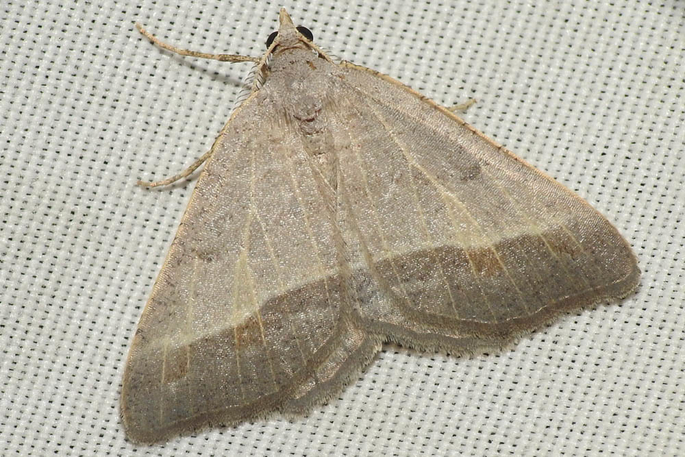 Macaria artesiaria - ibolyásszürke araszoló