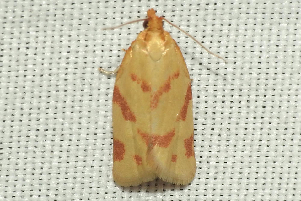Clepsis pallidana - aranysárga sodrómoly