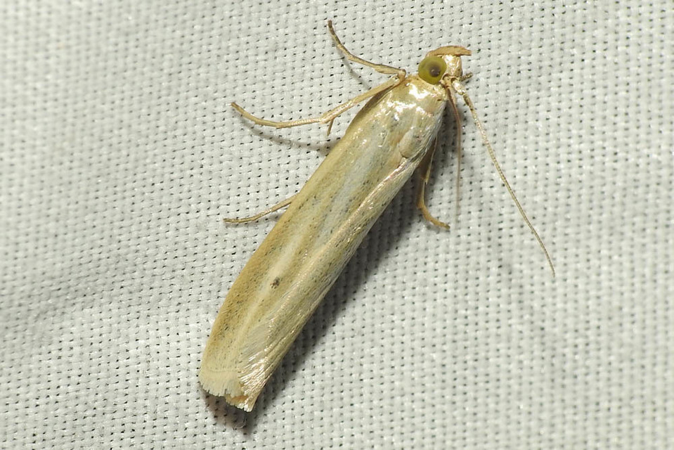 Selagia argyrella - ezüstös karcsúmoly
