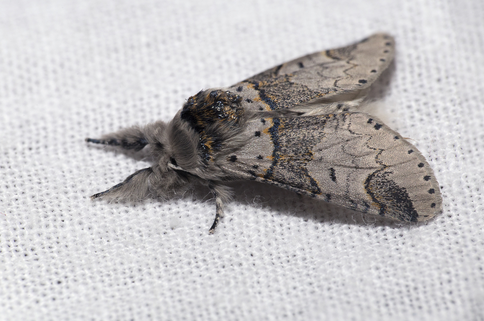 Furcula furcula - szürke púposszövő