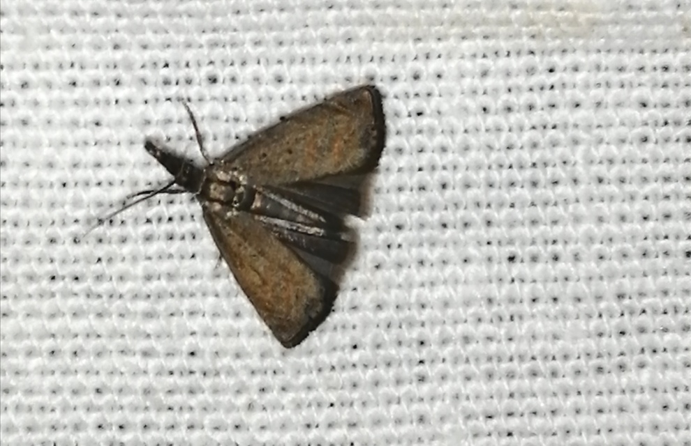 Platytes cerussella - törpe fűgyökérmoly