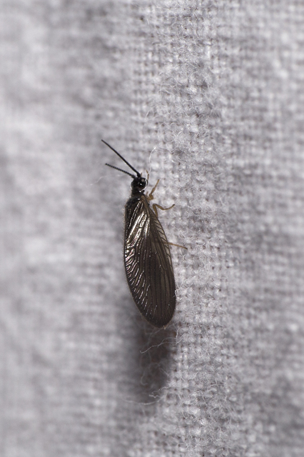 Sisyra nigra