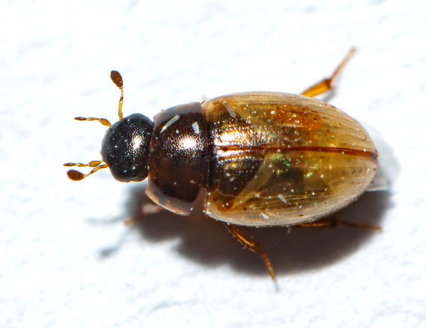 Cercyon Cercyon