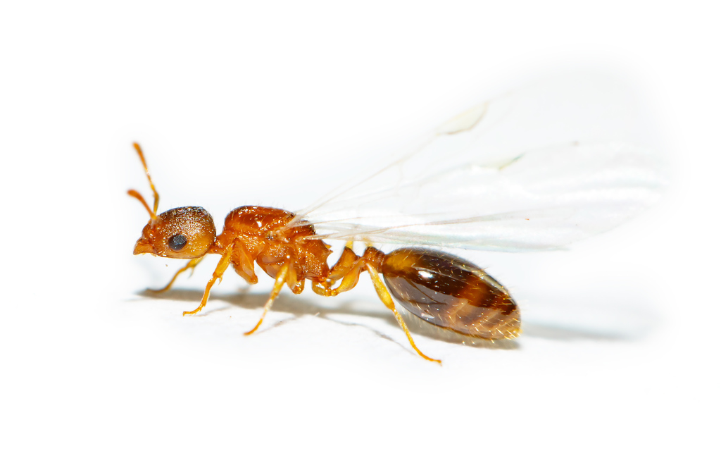 Temnothorax turcicus - sárga kéreghangya