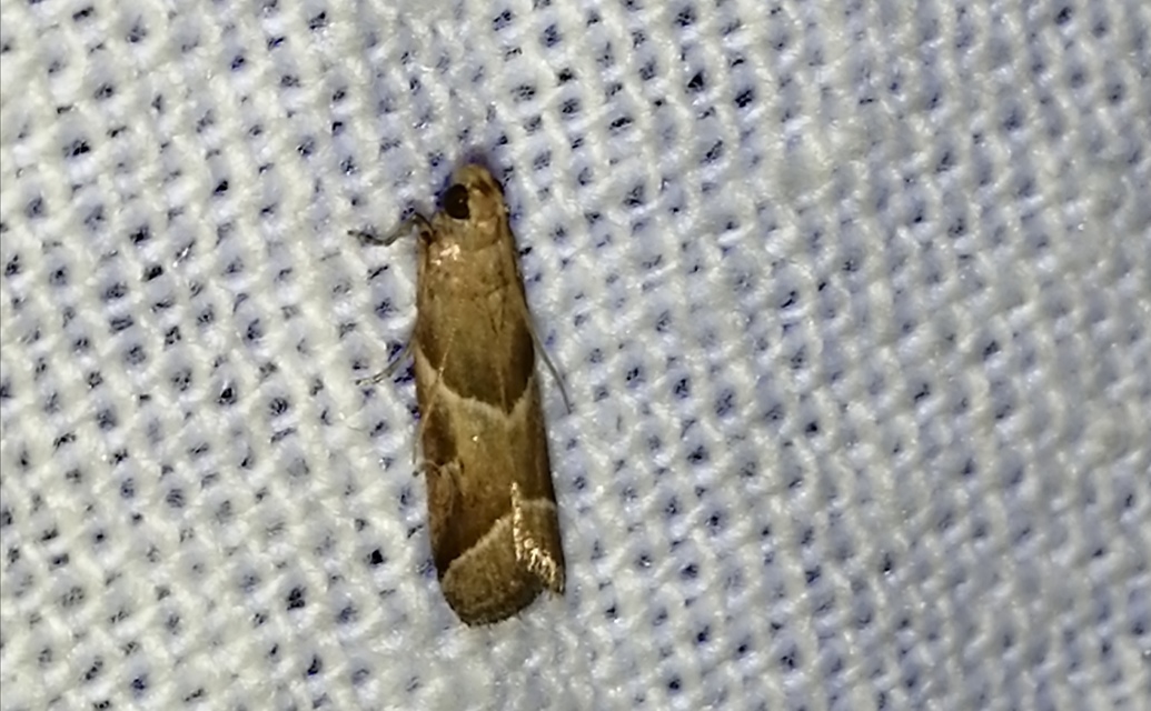 Nyctegretis lineana - agátszínű karcsúmoly