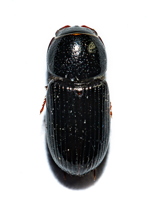 Aphodius varians - változékony trágyabogár