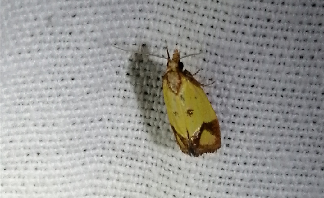 Agapeta zoegana - barnacsíkos sárgamoly