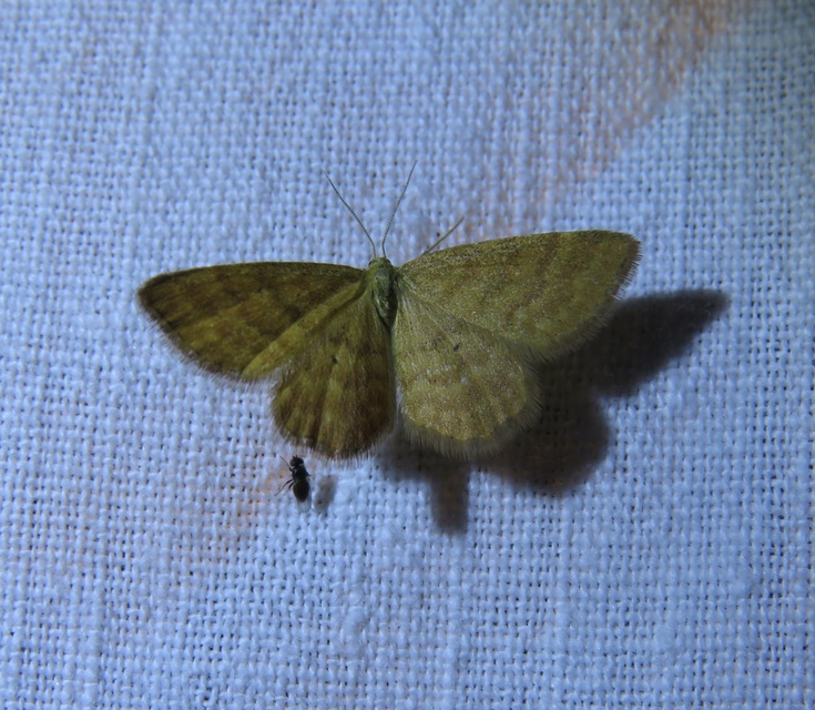 Idaea serpentata - kis sávosaraszoló