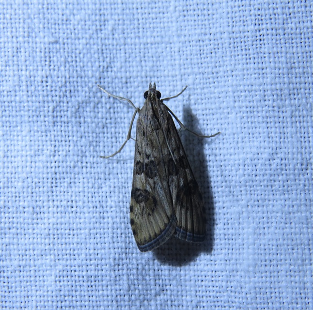 Nomophila noctuella - közönséges vándormoly