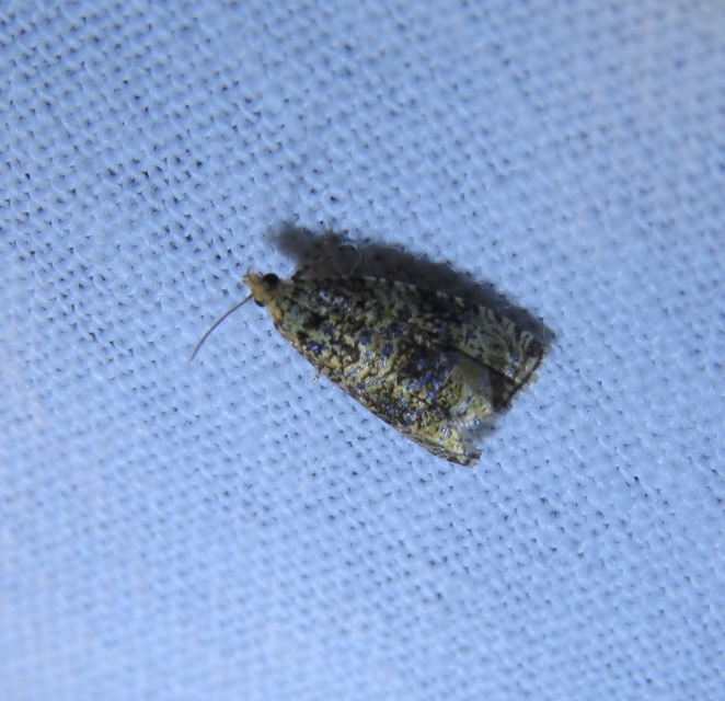 Celypha lacunana - vízparti tükrösmoly
