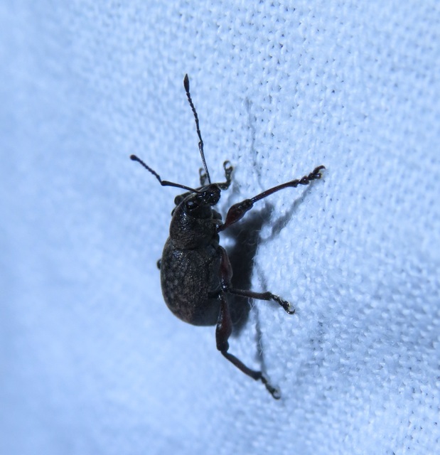 Dodecastichus mastix - lécesorrú gyalogormányos
