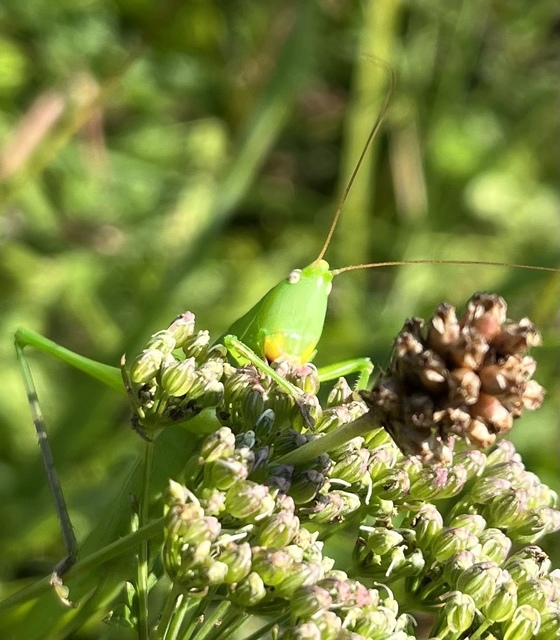 Ruspolia nitidula - nagy kúpfejűszöcske