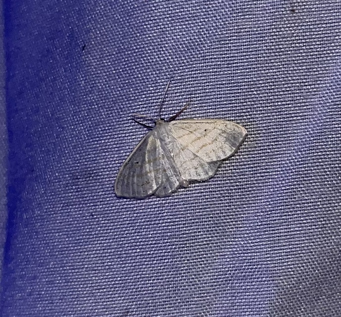 Scopula caricaria - mocsári fehéraraszoló