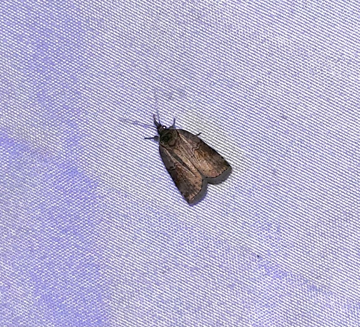 Nycteola asiatica - nyárfa-trapézbagoly