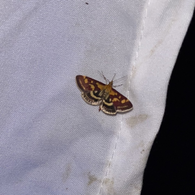 Pyrausta purpuralis - közönséges bíbormoly