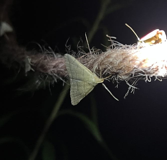 Treitschkendia tarsipennalis - tollaslábú karcsúbagoly