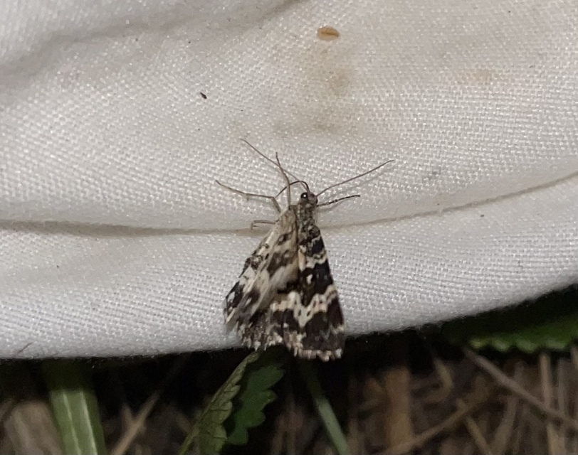 Epirrhoe tristata - gyászos tarkaaraszoló