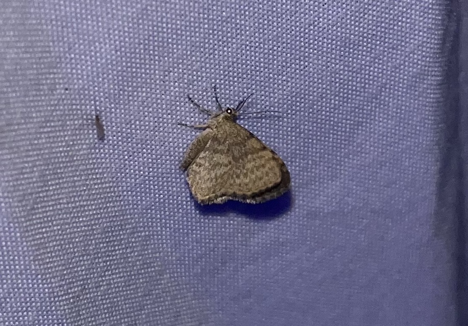 Euchoeca nebulata - barnás égeraraszoló