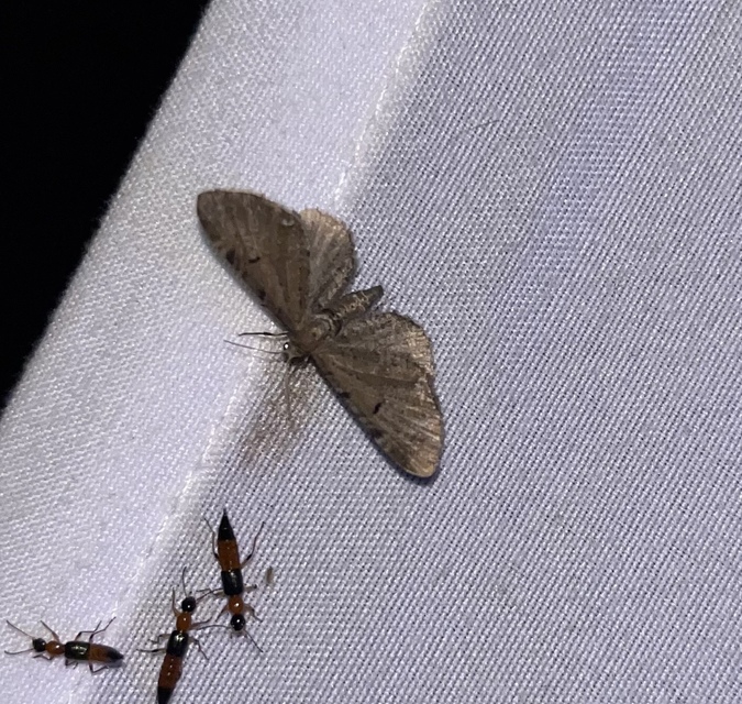 Eupithecia absinthiata - üröm-törpearaszoló